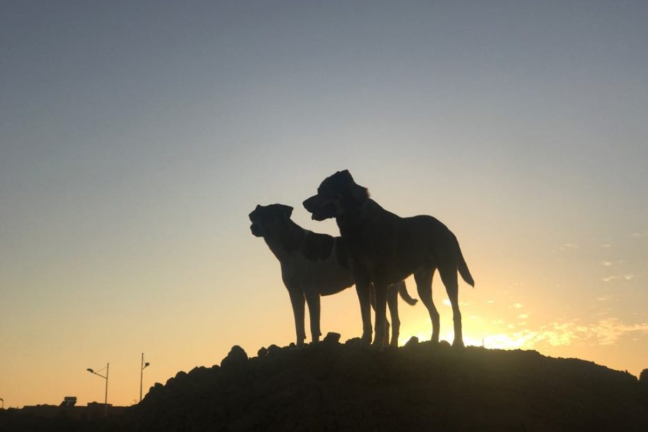 Pies w Maroku, jak się żyje psom w Maroku,