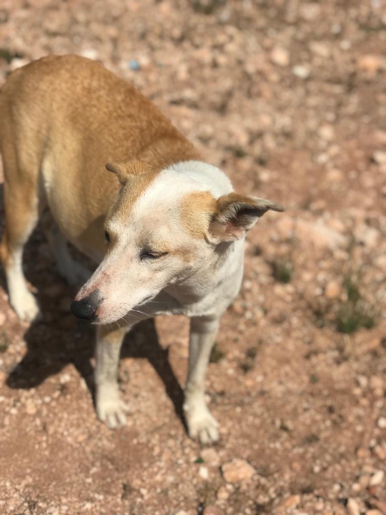 Pies w Maroku 