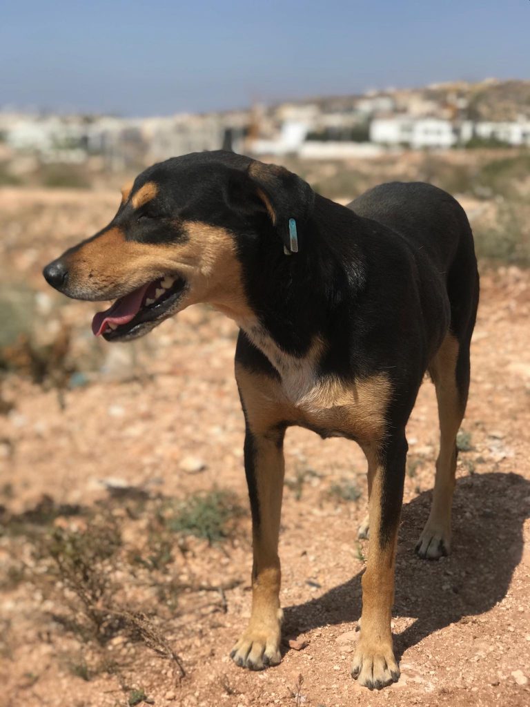 pies w Maroku