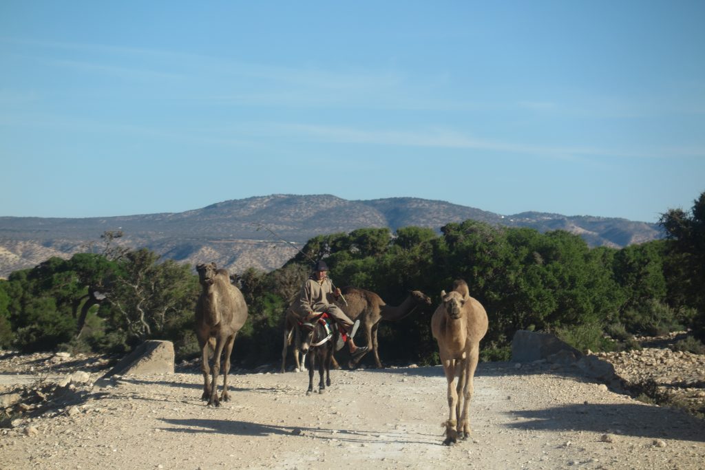 wielbłądy w Maroku 