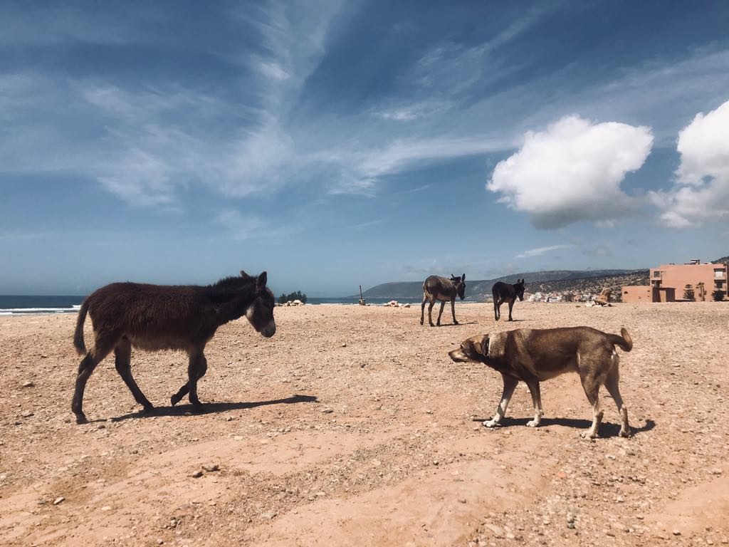 osły na plaży w Agadirze 
